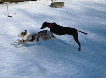 Larry & Chewi